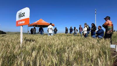 Dia de Campo Coprossel reúne produtores e técnicos em Rio Bonito do Iguaçu